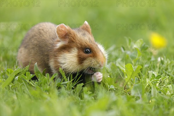 European hamster