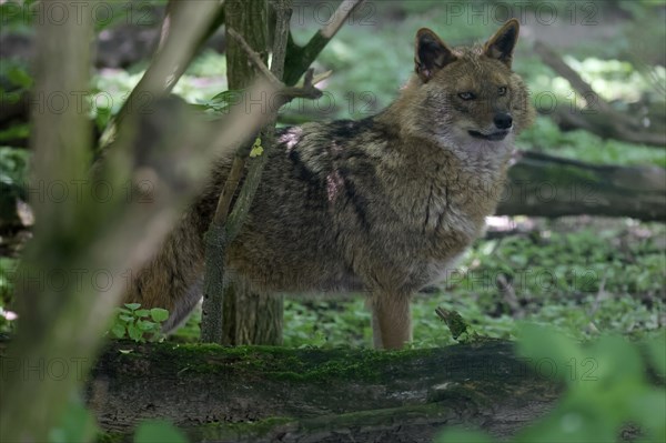 Golden jackal