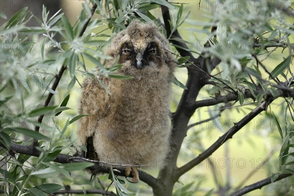 Long-eared owl