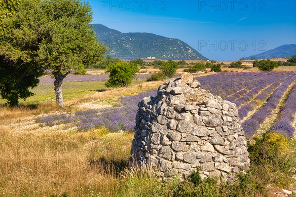 Borie on lavender field