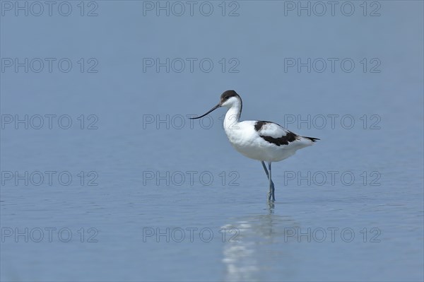 Black-capped avocet