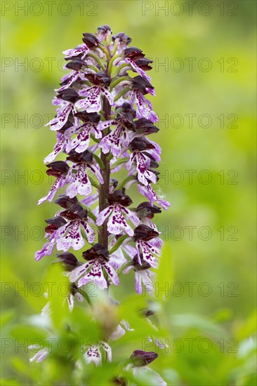 Northern marsh-orchid