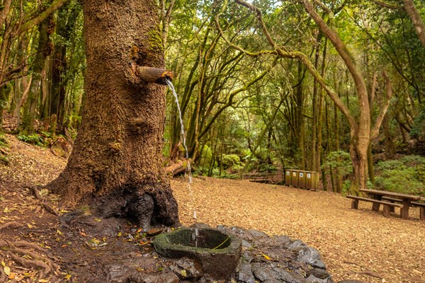 A water source next to Arroyo del Cedro in the evergreen cloud forest of Garajonay National Park