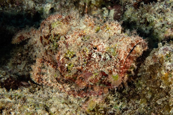 False stonefish