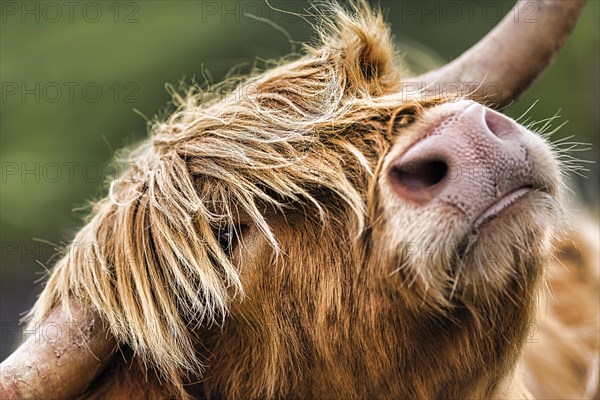 Scottish Highland Cattle