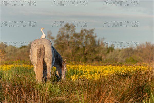 Camargue horse and cattle