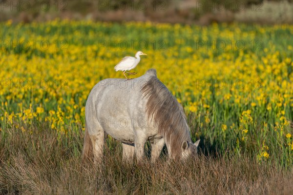 Camargue horse and cattle