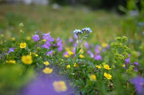 Alpine forget-me-not