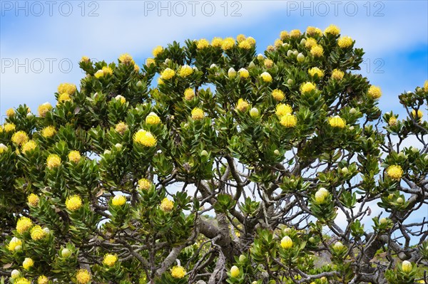 Blooming Pincushion Protea