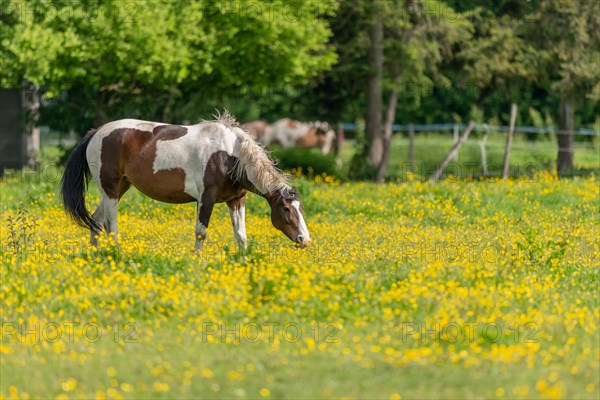 Horse in a green pasture filled with yellow buttercups. Bas-Rhin