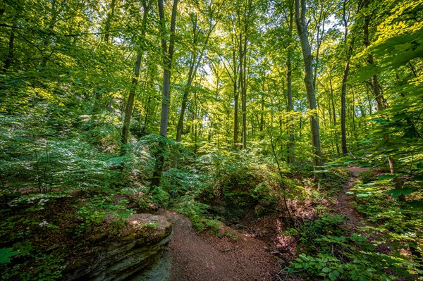 Limestone rocks in the mixed forest at Burschenplatz in the Rautal forest area with sun star in summer