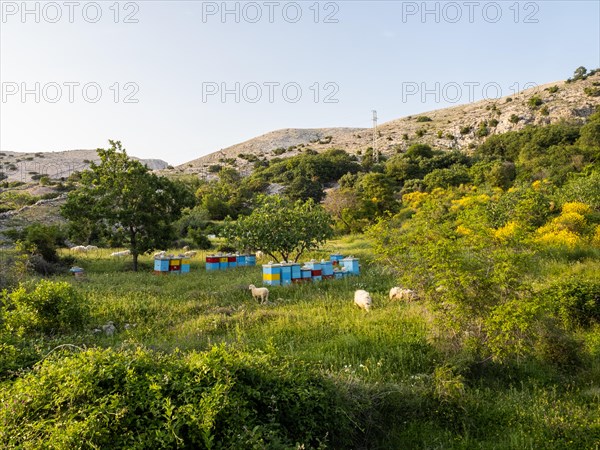 Sheep and beehives