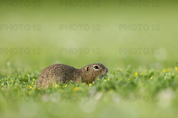 Gopher