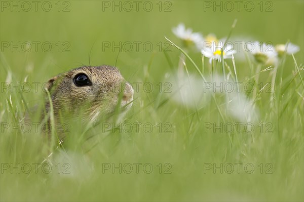 Gopher