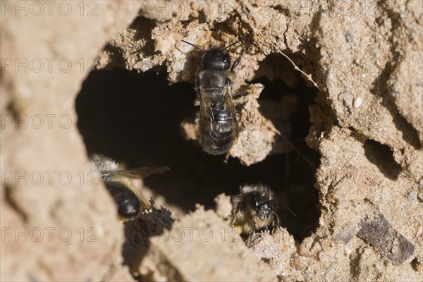 Common narrow bee
