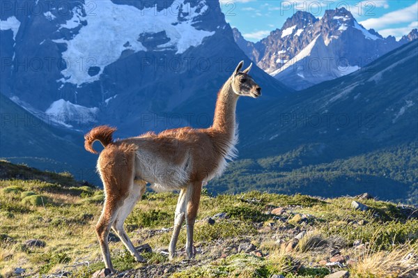 Guanaco