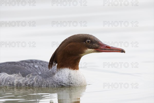 Common merganser