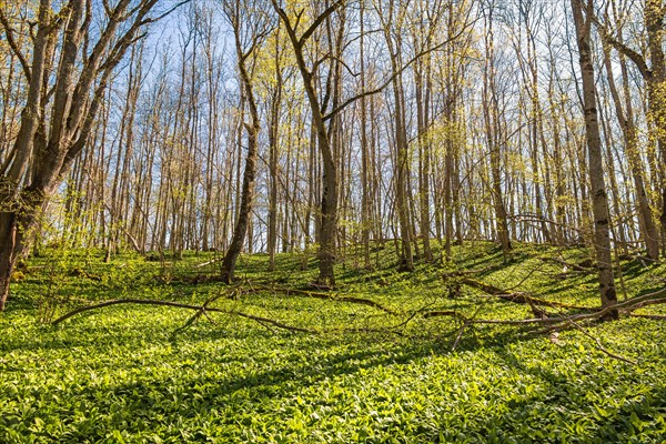 Leaves budding in a deciduous forest with wild garlic