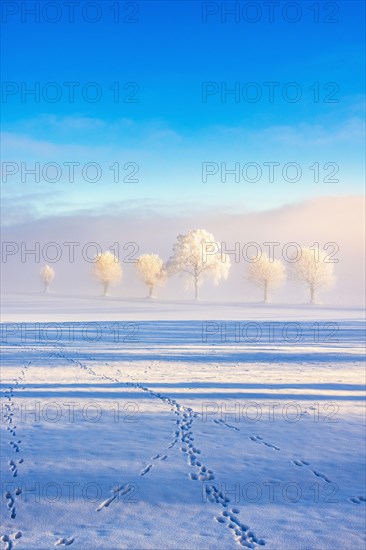 Trees with hoarfrost and fog