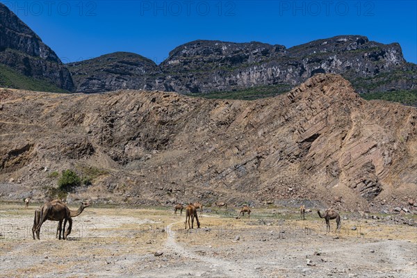 Camels before the green rock cliffs