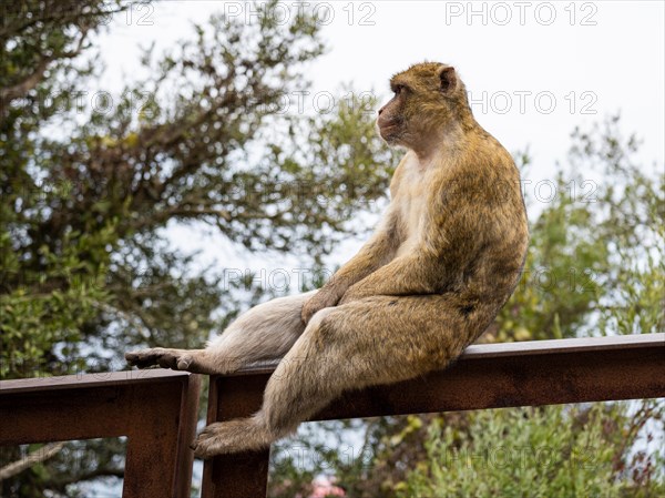 Macaque