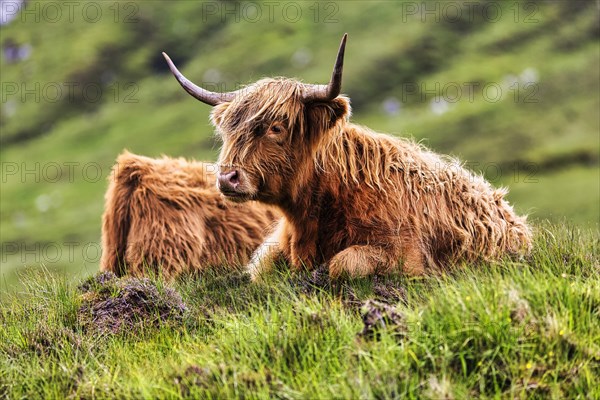 Scottish Highland Cattle