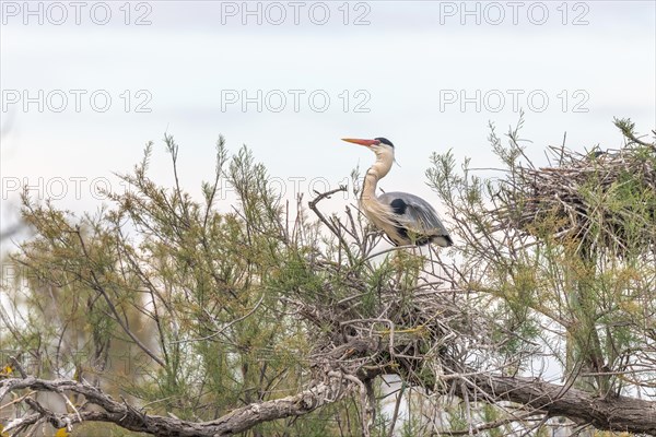 Grey heron