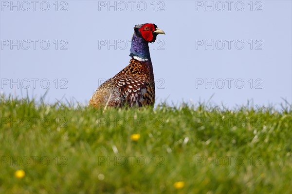 Pheasant