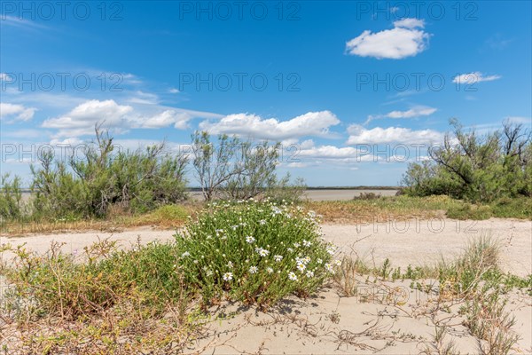 Typical landscape in a lagoon of the Rhone delta in the Camargue in spring. Saintes Maries de la Mer