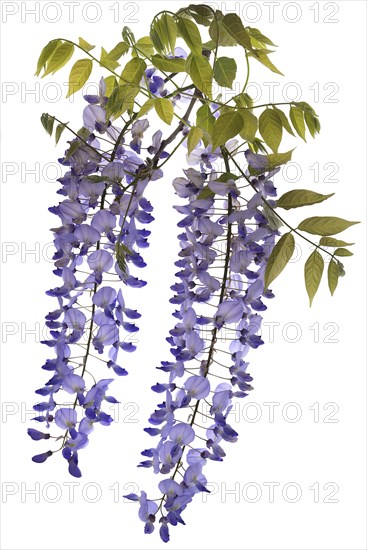 Wisterias