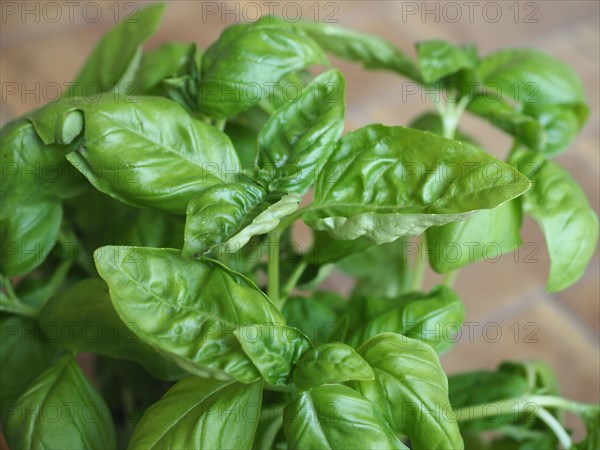 Basil