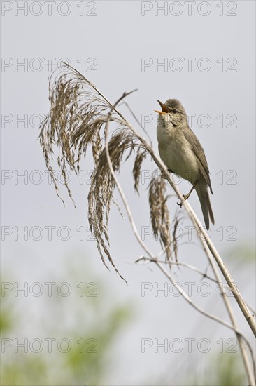 Reed warbler