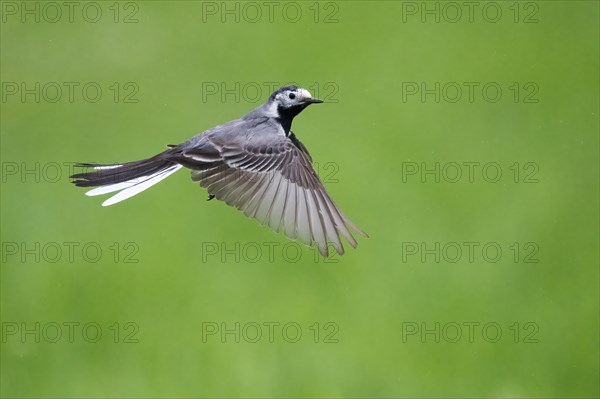 White wagtail