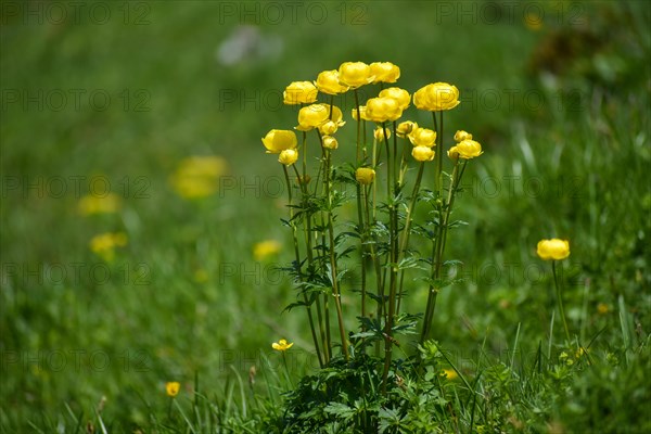 Globeflowers