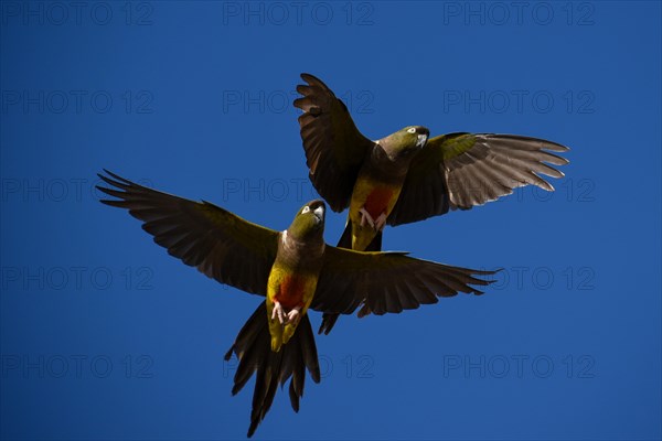 Burrowing parrot