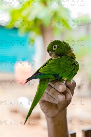 Hand holding a small parakeet.