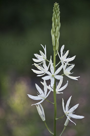 Grass lily