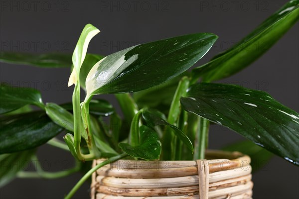 Leaf of exotic 'Monstera Standleyana' houseplant with white variegated