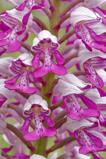 Military orchid