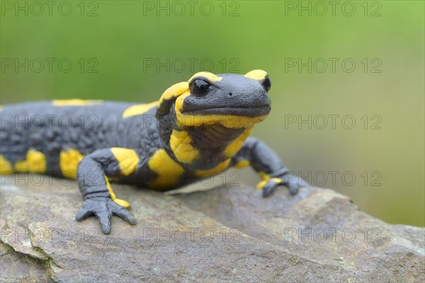 Fire salamander