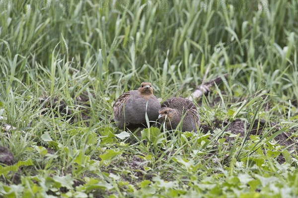 Gray partridges