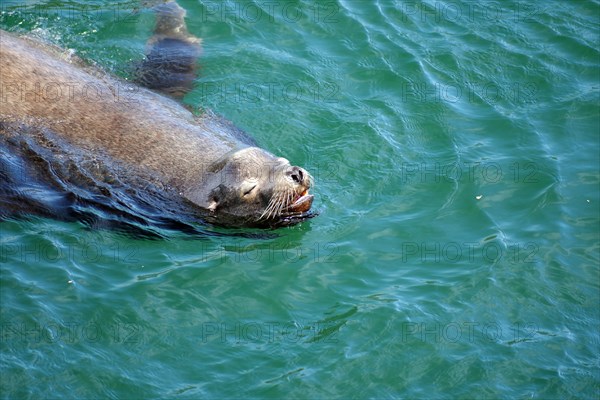 Sea lion in water