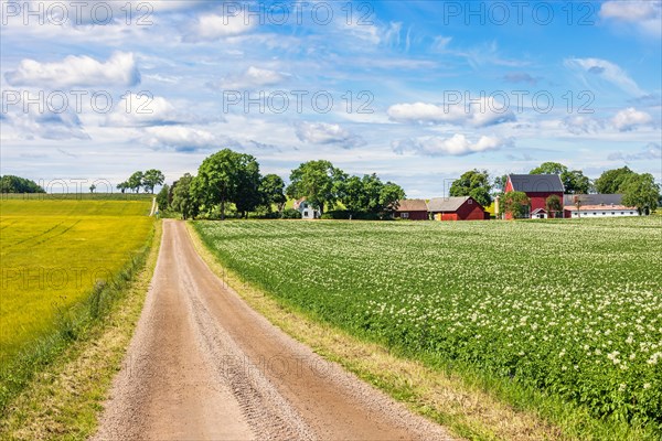 Dirt road in the countryside to a farm with a flowering potato field