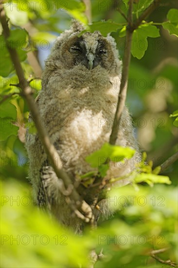 Long-eared owl