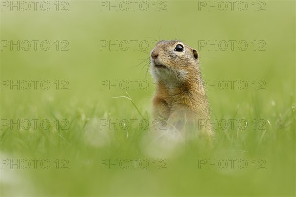 Gopher