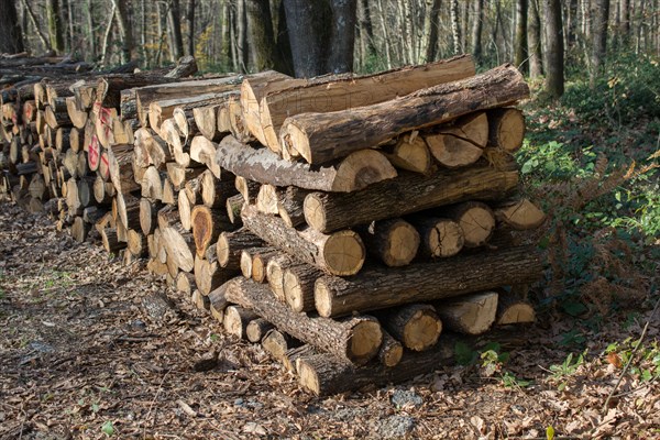 Stack of tree trunks piled up wood logs in forest