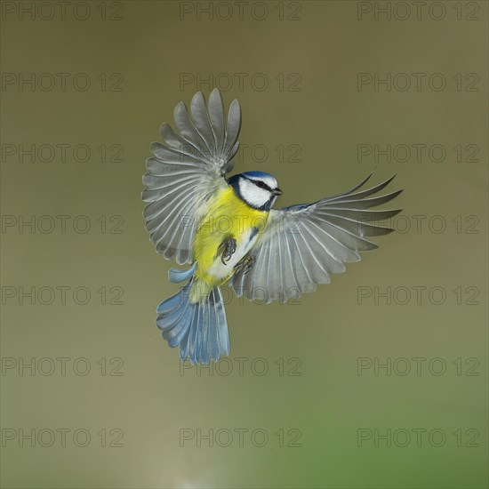 Blue Tit