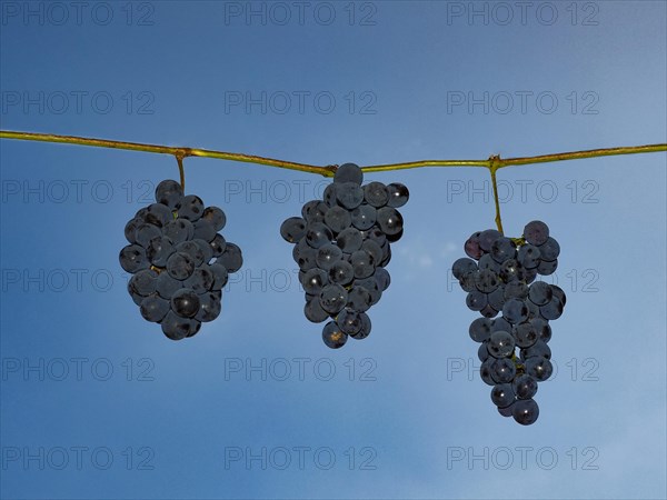 Red grape fruit food over blue sky