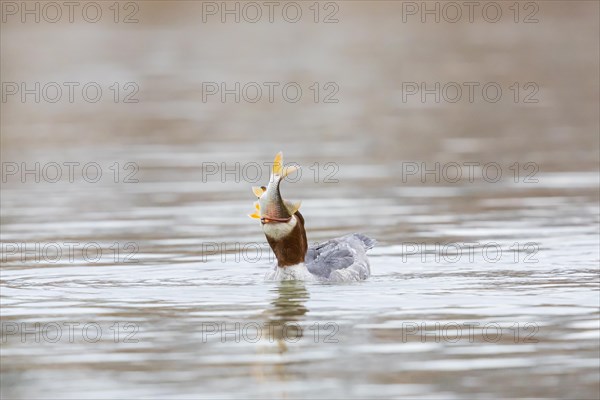 Common merganser