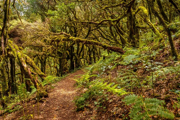 Trekking to Garajonay del Bosque natural park in La Gomera